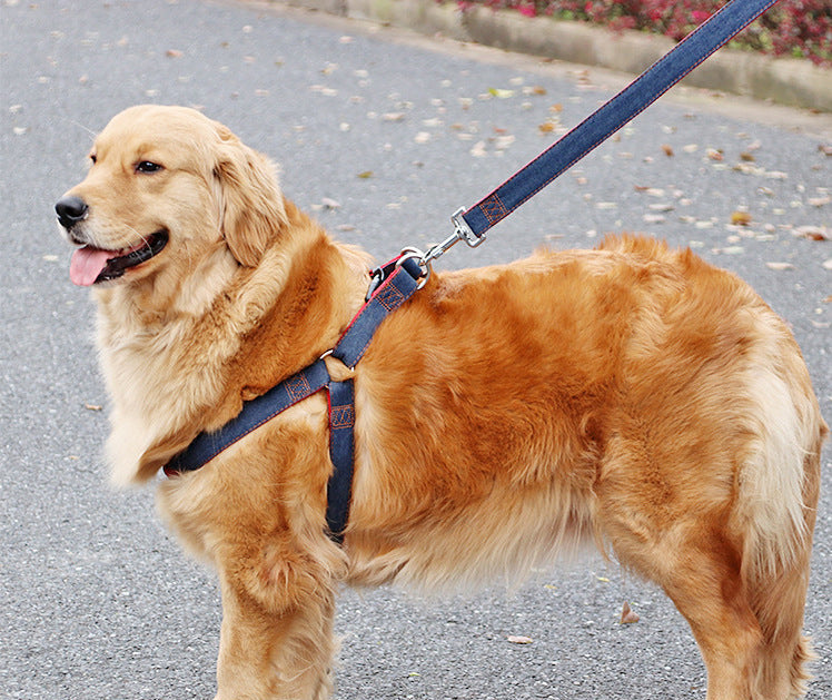 Leash & Harness