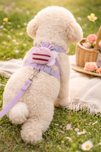 Bee Pet Collar & Leash